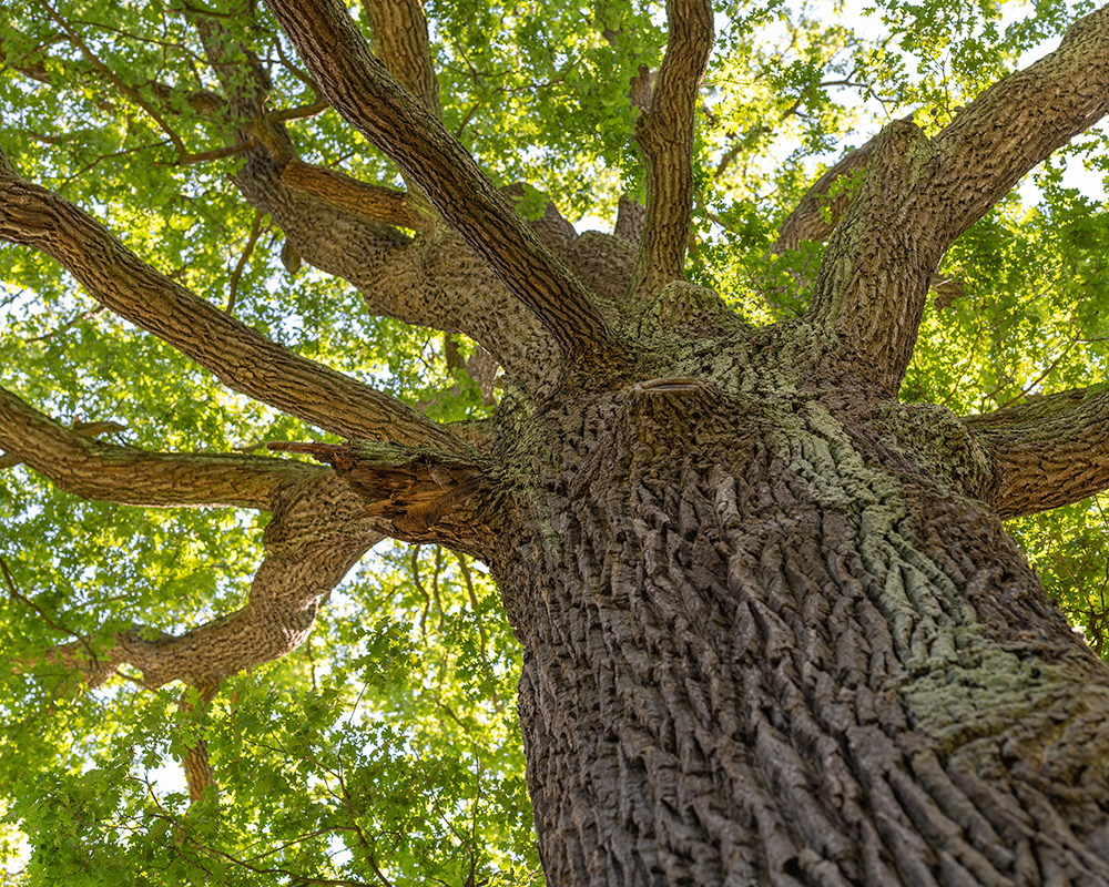 Arboriculture